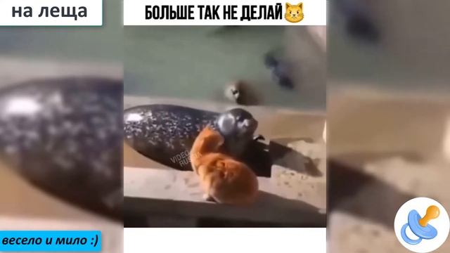 😂 😂 😂 смех до слёз😂 приколы 😂смешные удары😂 😂смешные падения😂смешные неудачи, смешные приколы, смотреть онлайн