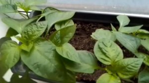 🤗ВЛОГ🥰Жизнь многодетной семьи на селе без прикрас😉