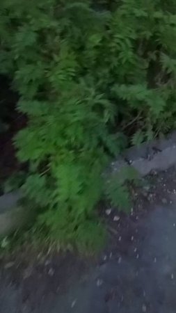 1000026038.mp4