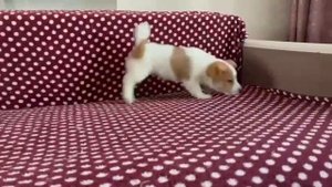 VID_20250521_203537_062.mp4
