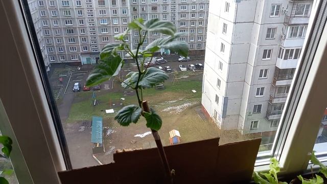 Доращивание саженца винограда