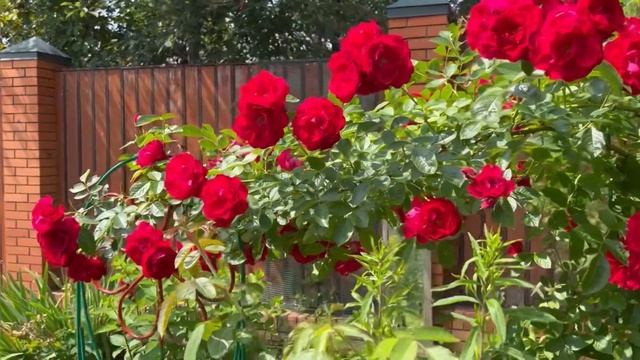 Что осталось от розы Фламентанц. Зимовала без укрытия. смотреть онлайн