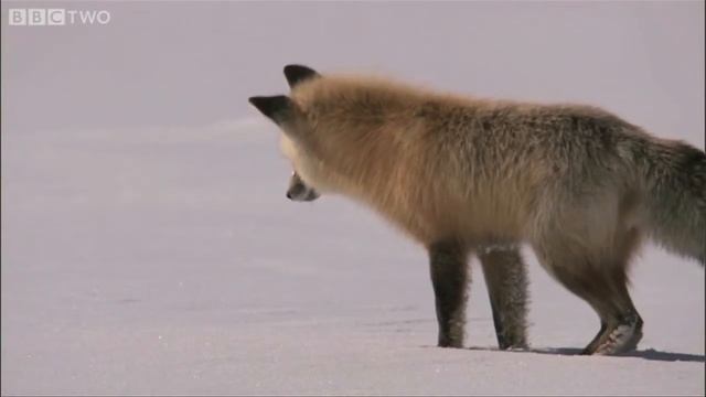 Новый прикол 2013-2012,обкуреная лиса, смотреть до конца смотреть онлайн