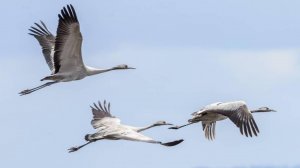 Андон Варданян - «Журавли» - (Марк Бернес) [Кавер 2025]