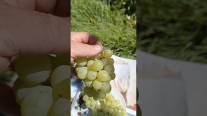 Кишмиш Золотце