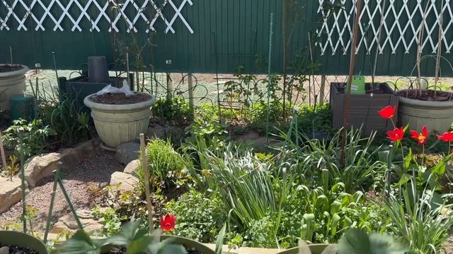 Сад 19 апреля, посадила новые розы, прошлась по весенне? смотреть онлайн