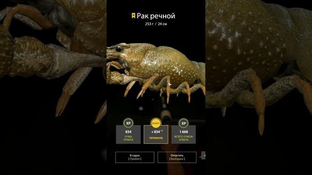 РАК ПИВНОЙ  НАЖИВОЧНЫЙ ТРОФ РР4 БЕЛАЯ - Русская Рыбалка 4 | RUSSIAN FISHING 4  #русскаярыбалка4 #рр4