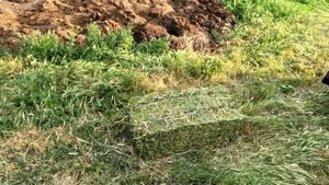 Второй укос сена. Мини трактора заготавливают сено. Ве