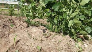 Виноград Фабел 2 июля 24 года Под Гатчиной