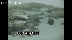 Трактор С-100 уходит под лёд вместе с трактористом на се