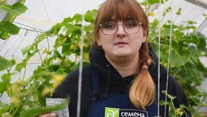 ПАУТИННЫЙ КЛЕЩ НА ОГУРЦАХ. ОБРАБОТАЙТЕ ОГУРЧИКИ СРОЧН