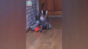 Приколы с животными