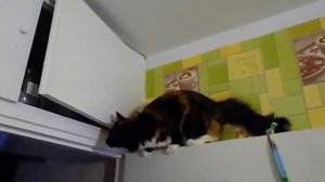 Смешные кошки приколы про кошек и котов 2017 (Кот Масик и красивые киски)