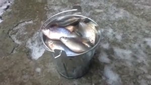 Прикол Целое ведро рыбы