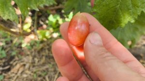 МИРАЙ виноград селекции Калугина Виктора на 22.07.2024