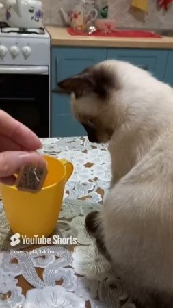 смешныекоты,котики,кошка Ладушка,#shorts #прикольные котики #видосыоткота