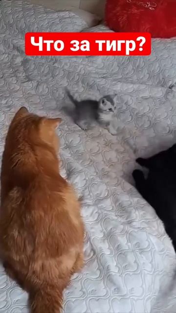 Что за тигр на моей кровати😹😹😹 #животные #приколы #смешныекошки #смешныеживотные #shotrs #funny