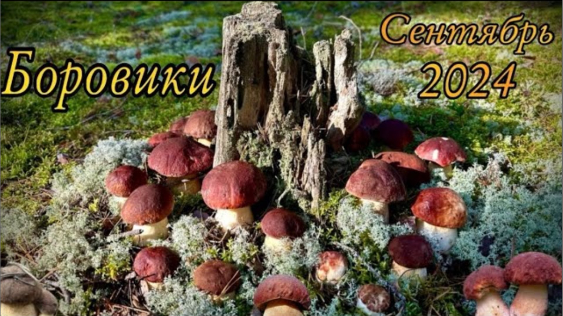 Дождей нет, а БОРОВИКОВ полно_Продолжаем сбор сосновых Боровиков смотреть онлайн