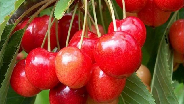 Что Творит Черешня с Организмом? 🍒 Неожиданные Резул? смотреть онлайн