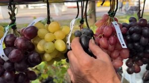 14.09.2024 часть 2/3 Гомель. Выставка винограда «Золотая Гро