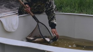 ДНЕВНИКИ УРАЛЬСКИХ РЫБОВОДОВ