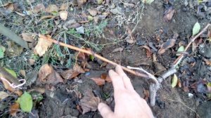 Осенняя обрезка молодых кустов винограда: