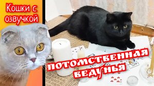 Кошки с озвучкой. Потомственная ведунья. (Шоу Уральские пельмени)