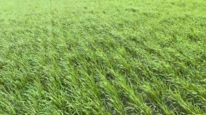 Озимая пшеница Тимирязевка 150.