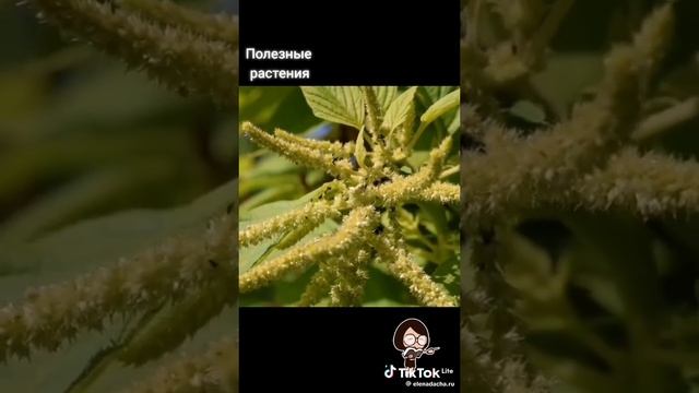 Зелёная здравница 27