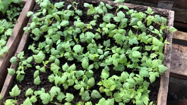 Инкубатор для саженцев малины. смотреть онлайн