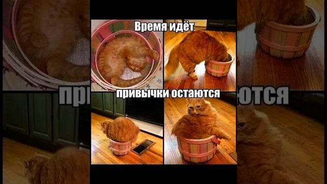 Весёлый хвостатый позитив: котики и шутки на высшем ур