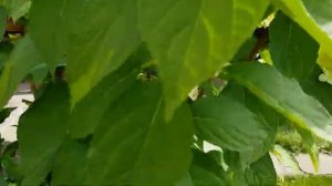 Мой летний сад часть (18)