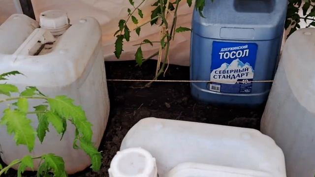 Помидоры в теплице при -7 в Сибири смотреть онлайн