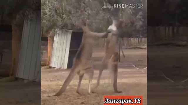 🏆🎖️🥊🥊💯 МУХЛИСОНИ БОЙ.🏋️♂️🏋️♀️КЕНГРУ ПРОТИВ КЕНГРУ. смотреть онлайн