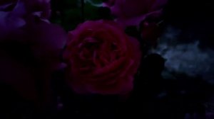 Роза Сюрир де Перигё