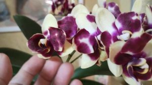 Орхидея фаленопсис Anthura Catania. 13 января 2025 г.