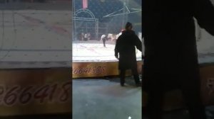 Трагедия в цирке. Жестокое нападение тигров на лошадь