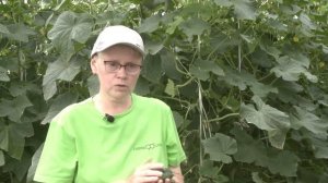 Огурец Зеленая лавина F1