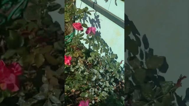 Роз тв смотреть онлайн