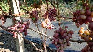 Виноград Бонус (Калугин В. М.) Виноградник Король В. Н. Sl