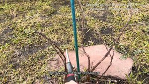 Жимолость. Формирую первый раз кусты возрастом 3 года.