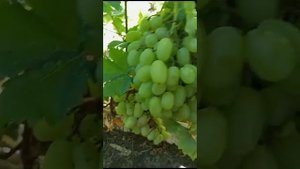 Виноград Данила и виноград Лолита Торес из Приднестро