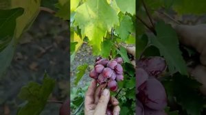 Эстафета виноград селекции Калугина Виктора. Теплова