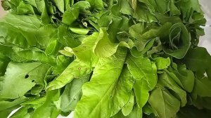 Заготовка щавля на зиму, як я заготовляю #щавель