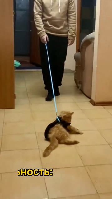 ожидание/реальность мейн-кун кот прикол #shorts смотреть онлайн