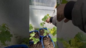 Виноградные новинки 2025 года и не только.