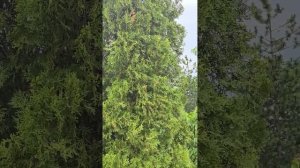 Растительность в парке. Май 2025