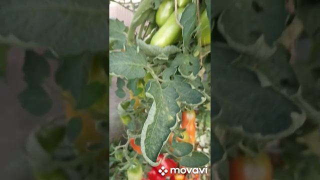 С КАЖДОГО КУСТА БОЛЕЕ 10 КГ. ТОМАТОВ // ВАЦАП ДЛЯ ЗАКАЗА ? смотреть онлайн