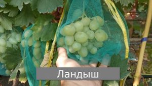 Белоягодные сорта винограда. Преображение, Гелиодор,