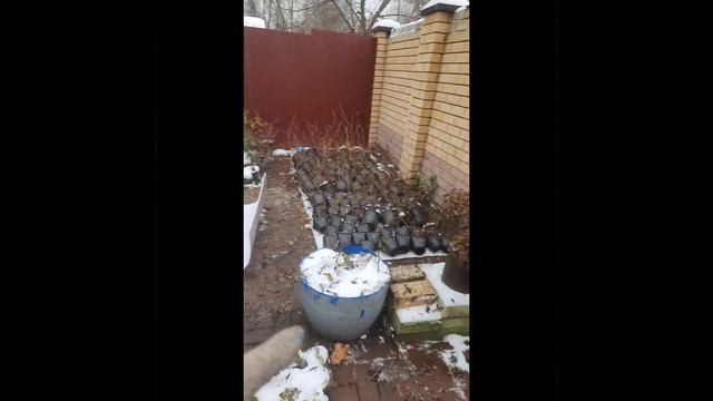 Зимовка гортензий лёжа. Www.tx-trunov.ru Тепличное хозяйство смотреть онлайн